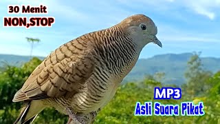 Suara Burung Perkutut Pikat Gacor Ampuh Untuk Pancingan & Memikat 