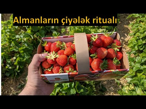 Video: Çiyələk Bağçası