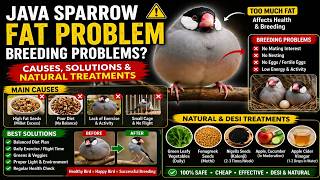 Java Sparrow Me Charbi Ka Sasta Aur Desi Ilaj | Fatty Bird Treatment Tips | Bird Care Guide
