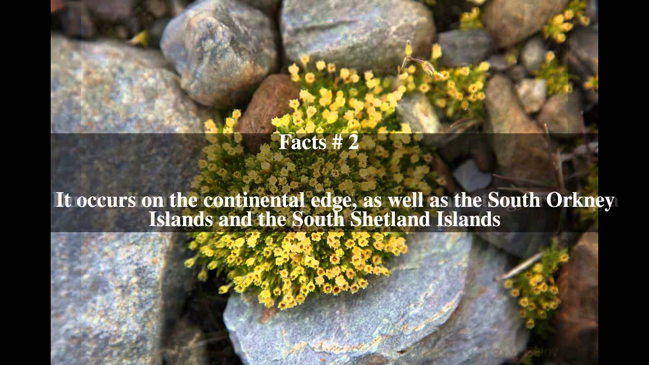 Colobanthus quitensis Top # 5 Facts