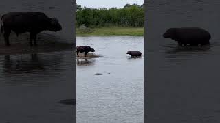 Young Hippo vs Big Buffalo! Who wins? #krugernationalpark #buffalo #hippo #shorts