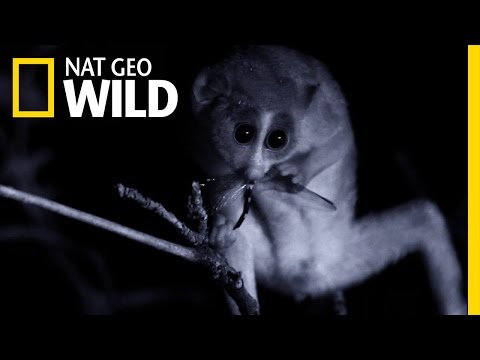 A Loris in the Night | Wild Sri Lanka