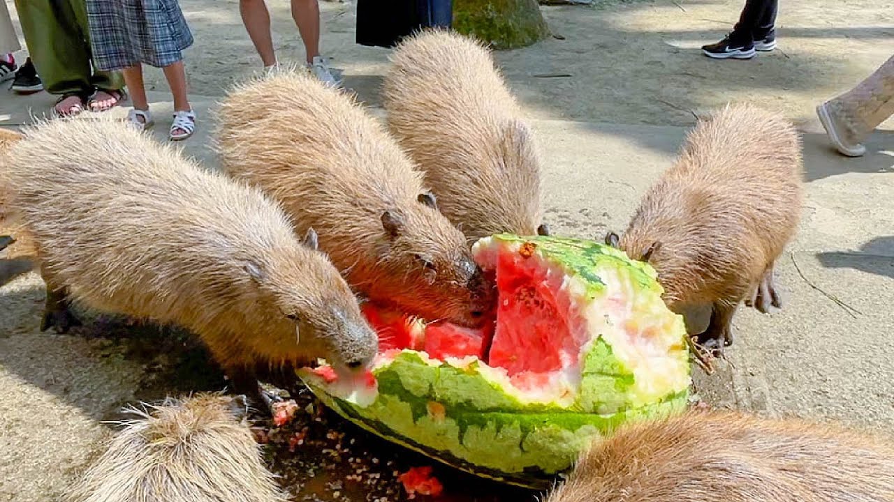 通常の20倍サイズのスイカがカピバラ達の胃袋に入っていく様子 Capybara eat 93kg watermelon