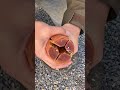 Survival Skills: Make a Long burning fatwood torch#survival #bushcraft #camping #outdoors #lifehacks