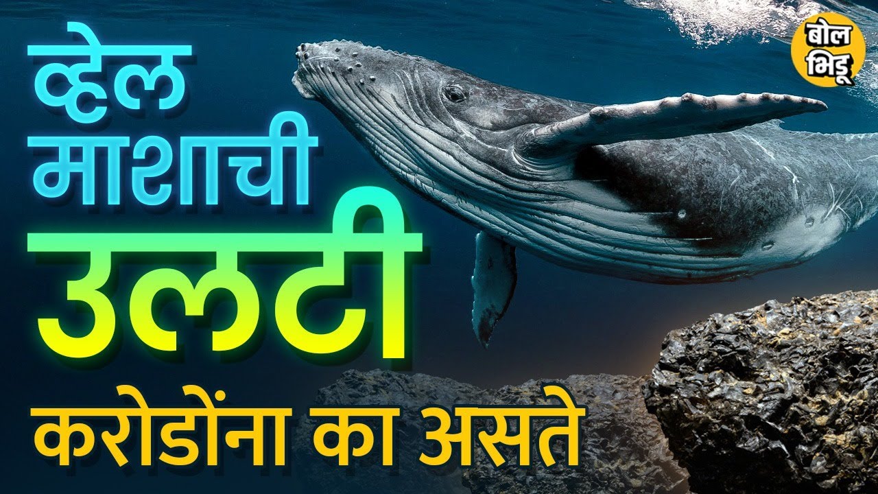 पुण्यात ५ कोटींच्या Whale Fish  उलटीची तस्करी करणाऱ्याला अटक, व्हेल माशाची उलटी करोडोंना का असते?