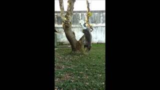 Spring Pole - American Staffordshire Terrier - Amstaff Blue Nose