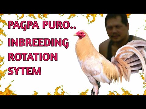 Video: Paano Pumili Ng Isang Karanasan Na Breeder Ng Cat