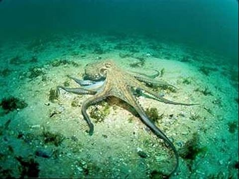  Octopus vulgaris