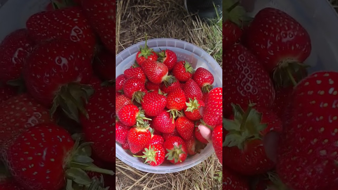 Strawberry picking from farmHorsforth PickYourOwnKemp's FarmLeeds