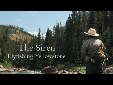 The Siren: Fly Fishing Yellowstone