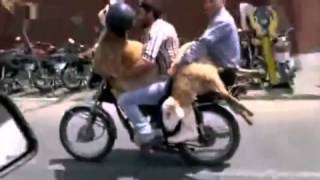 Iran  where Animal safety comes 1st - احترام به حیوانات در ایران