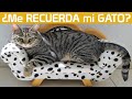 ¿Los Gatos tienen MEMORIA se acuerdan de sus antiguos DUEÑOS?