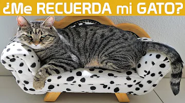 ¿Los gatos recuerdan a personas concretas?