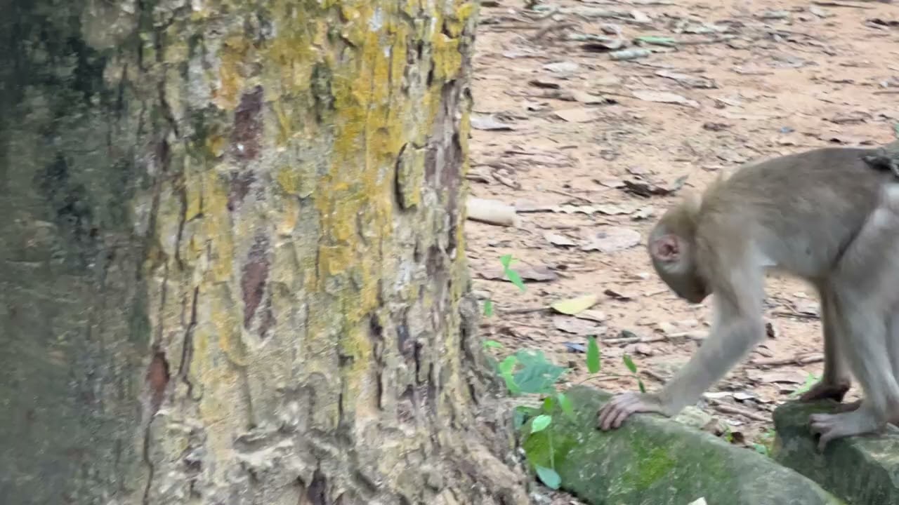 OMG!! Chery monkey Jaguar cubs play with hope when hugging and kissing part3