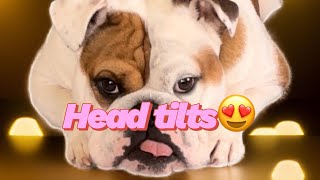 Sounds that dog’s love with cute reactions by Tia English Bulldog 91 views 4 weeks ago 49 seconds