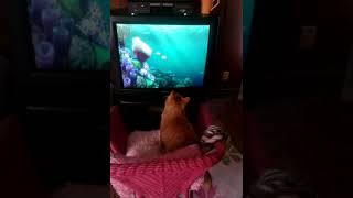 C.C. Finding Nemo