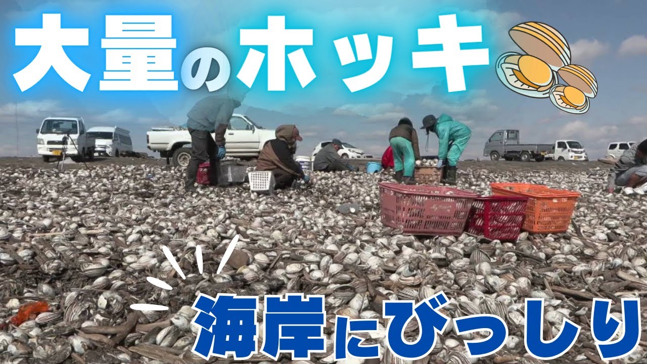 【海岸に大量のホッキ貝】海岸をびっしりと埋め尽くした”ホッキ貝” しけで浜に打ち上げられたか? 北海道厚真町 - YouTube