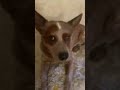 Trying this with ma dog 😅 #dog #cute #idk #camera #cite #adorable #sit #cute