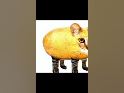 тунс тутунс - YouTube