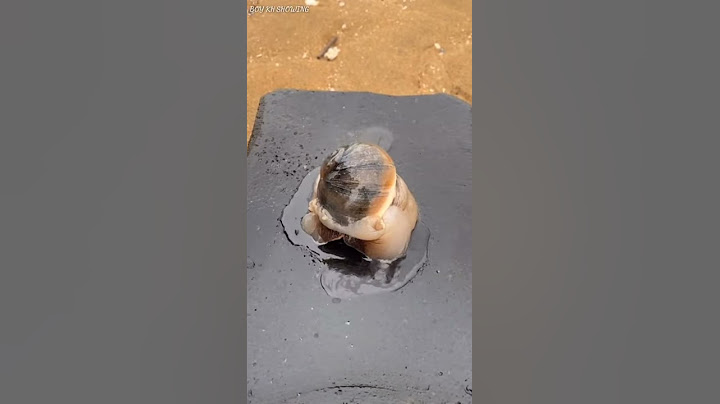 How to Cook dry and fry Snail | Easy way--very tasty