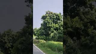 लीची का बगीचा #Ruralvlog #गांव #gaon