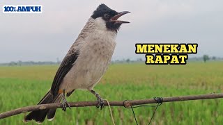 Suara Burung KUTILANG GACOR Ini Paling Ampuh Untuk Bikin Kutilang Lain Emosi dan Gacor