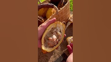 Making Chocolate from Fresh Cocoa Pods! #shorts #chocolate #homemadechocolate #cocoa #homemadefood