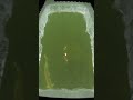 Curious muskie