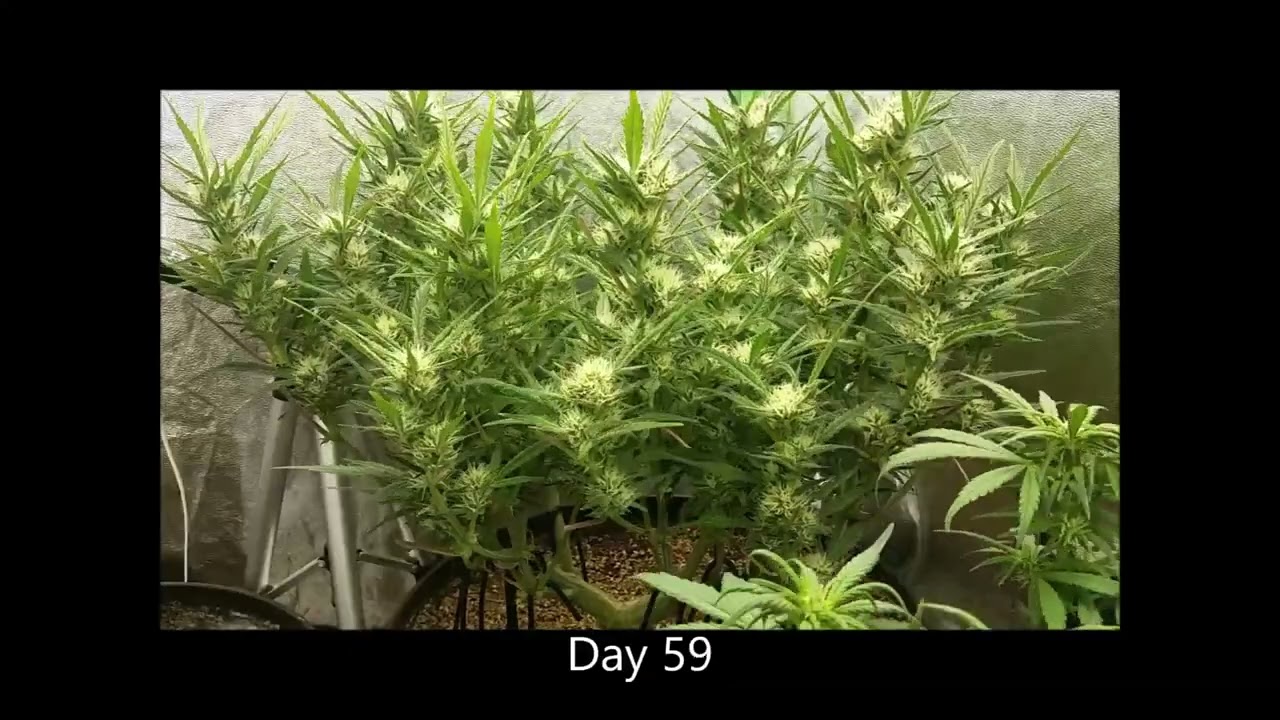 Timelapse of Girl Scout Cookies2 Autoflower from Fastbuds Genetics! Spiderfarmer SF4000   3x3 Tent