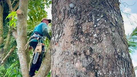 Cưa cây xà cừ siêu khủng lồ .Siêu to , Ở  Rạch giá . Kiêng giang. Cưa cây kỷ thuật cao