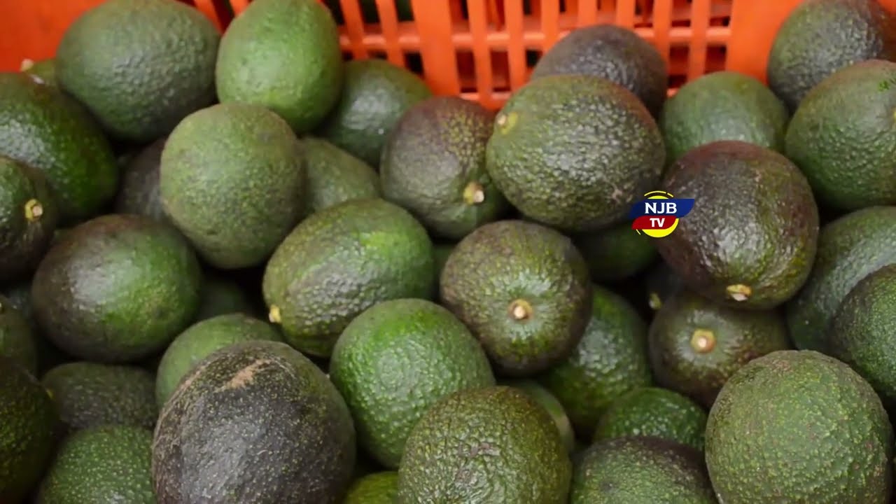 WAMEUZA PARACHICHI KWA BEI YA JUU MWEZI WA 11, 2025 WAMEPATA FAIDA KUBWA