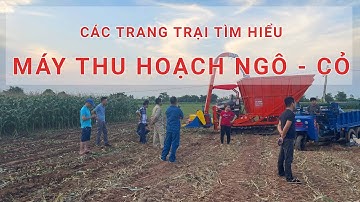 ĐẦU TƯ MÁY THU HOẠCH CỎ ĐỂ THU MUA NGÔ - CỎ CHO BÀ CON