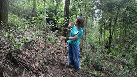 CÂY RỪNG XUÂN LIÊN CAO HƠN 30 SAU 5 THÁNG TRỒNG