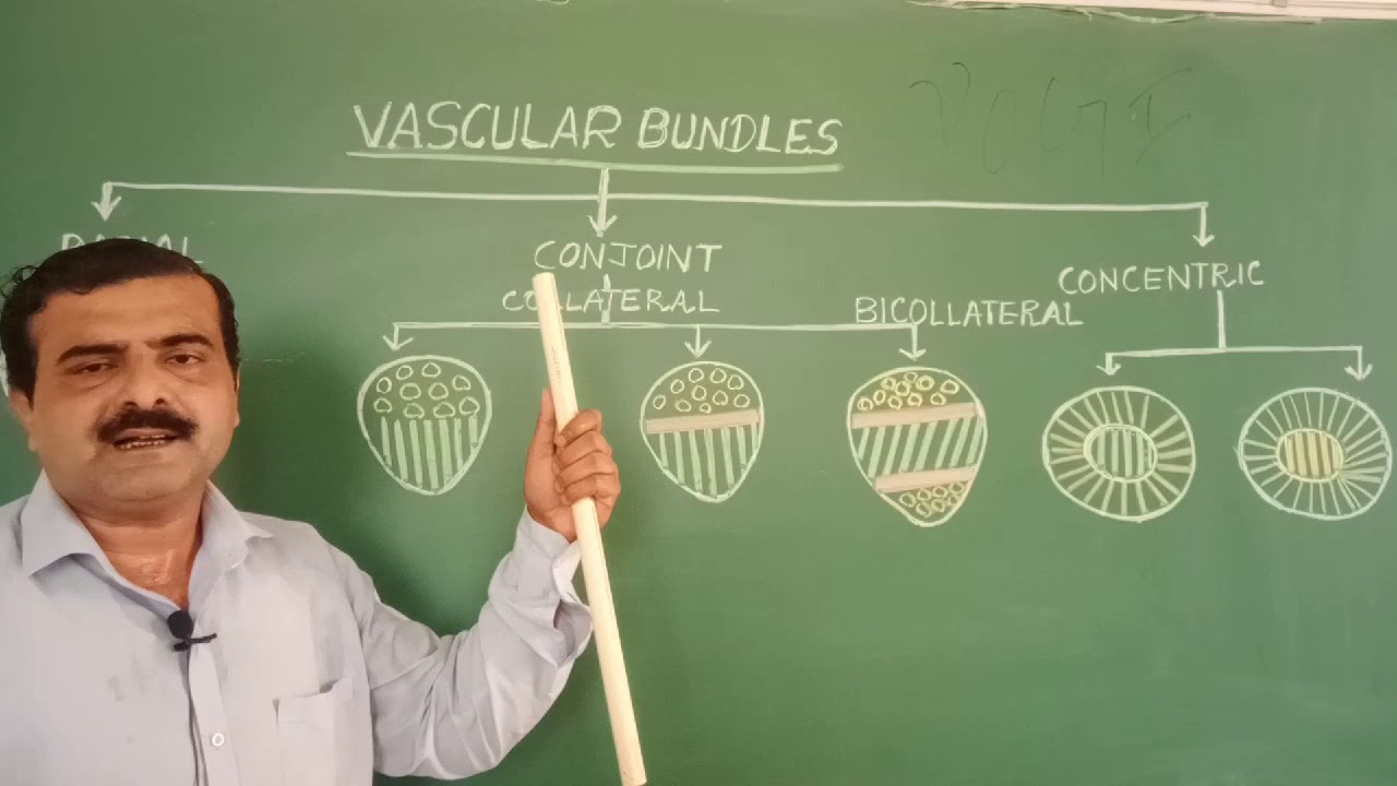 Lecture-1 Types of Vascular Bundles--NEET - YouTube