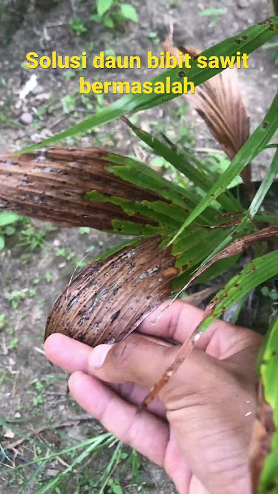Cara mengatasi daun bibit sawit yang bermasalah