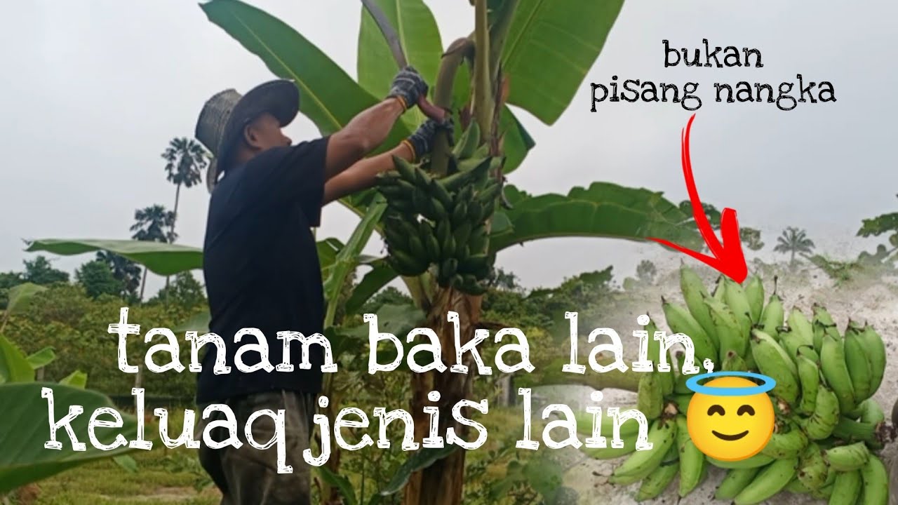 [Episod440] eh.. pisang jenis apa ni?😇pisang lain yang ditanam, pisang lain pula hasilnya...😅