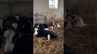 Holstein Friesian Calves Resting in a Dairy Farm