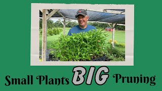 Download Lagu Pruning SMALL plants for big results - the importance of post propagation pruning. MP3 Download Lagu Pruning SMALL plants for big results - the importance of post propagation pruning. MP3