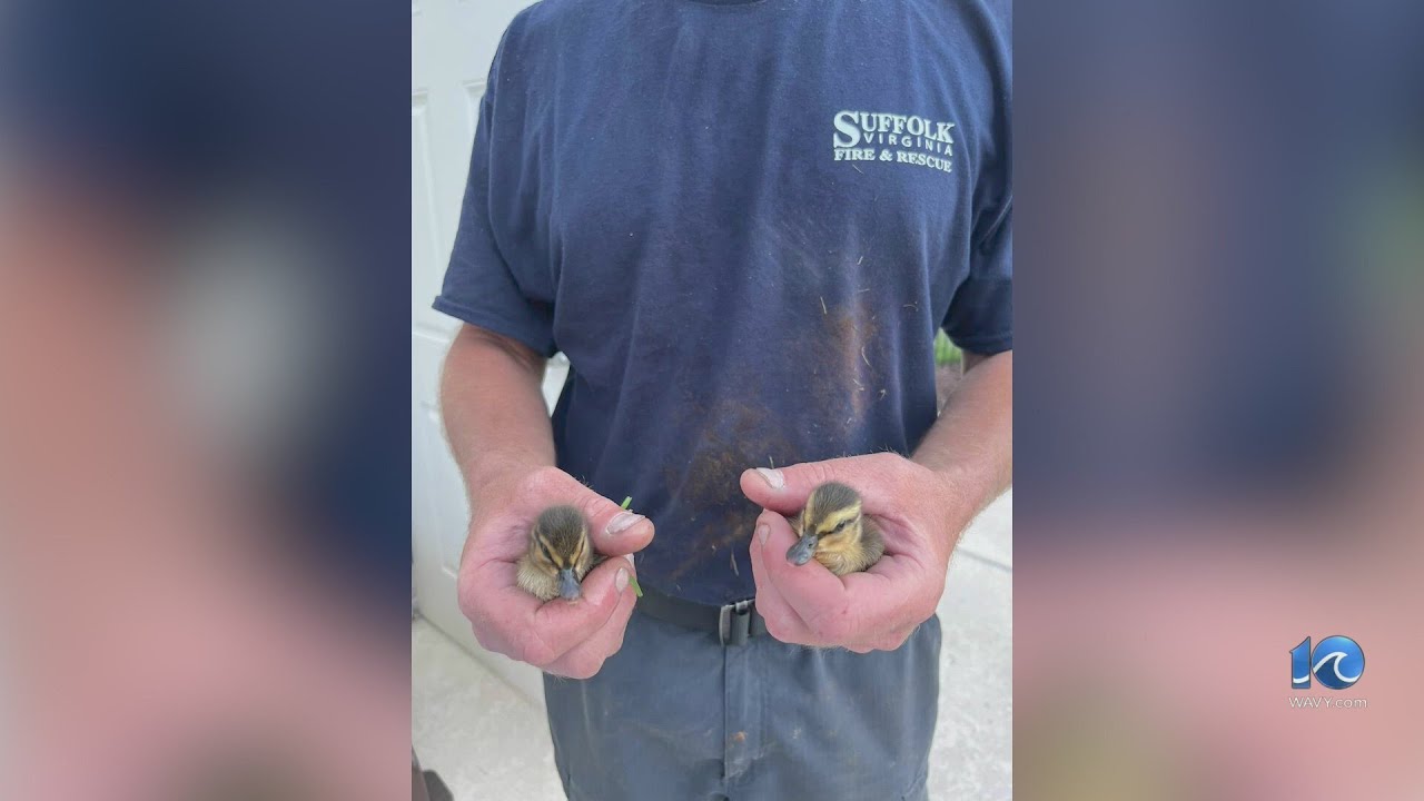 Suffolk firefighters rescue ducklings stuck in storm drain - YouTube