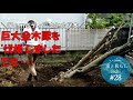 #28【リノベの家】＼97cmボディ高さ4mの庭木／ー完結編ー　巨大金木犀を"伐根"しました！　でも・・・