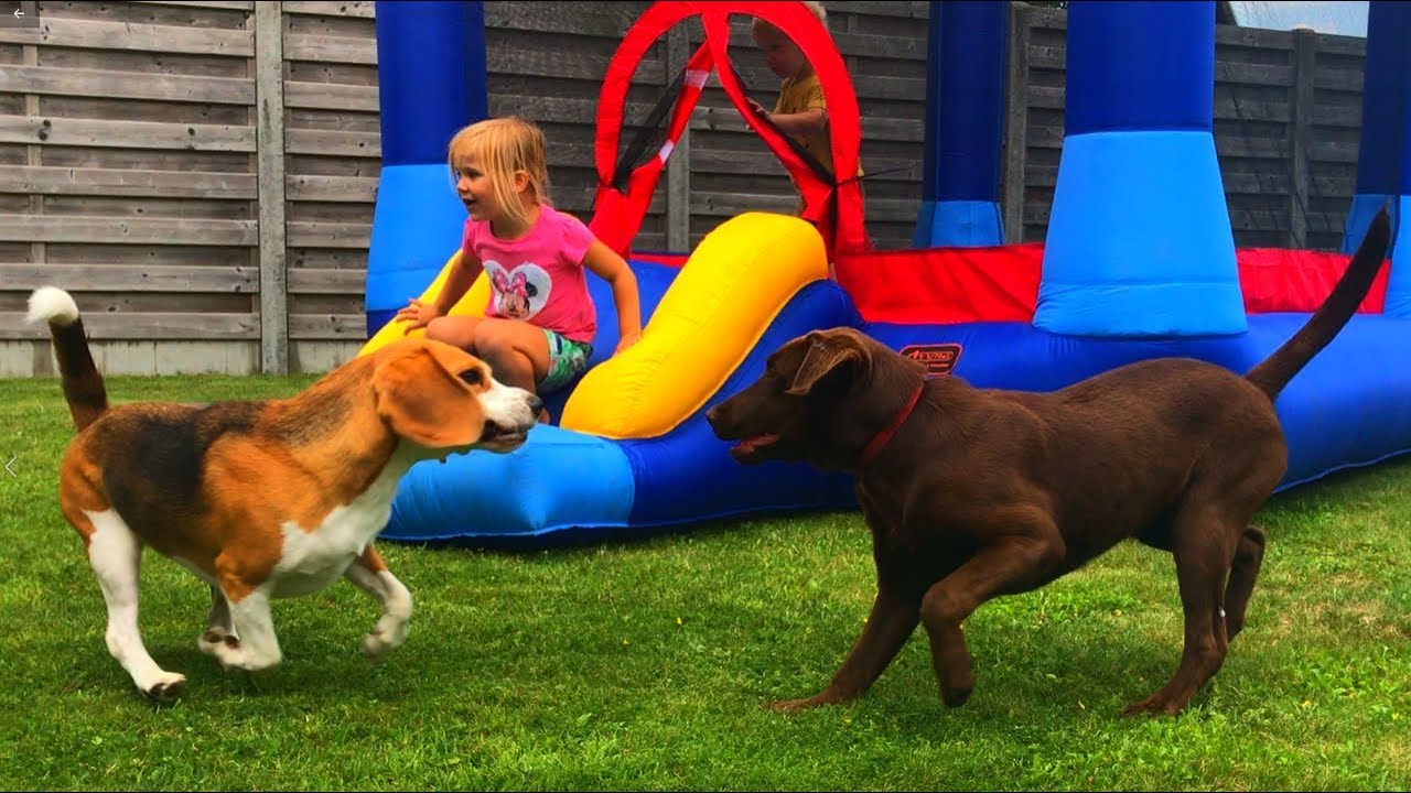 Beagles are The BEST Family Dogs! Funny Beagles Playing with Kids.