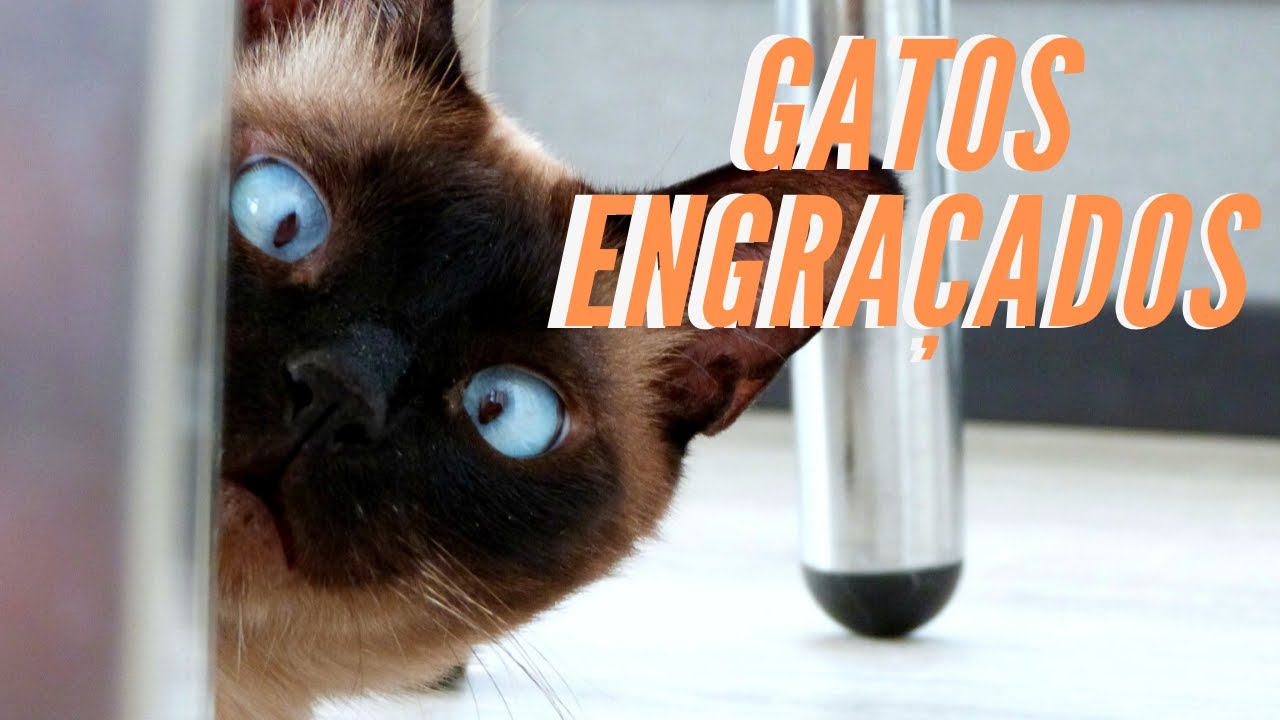 Gatos engraçados Funny Cats Compilation funny video LOL - YouTube