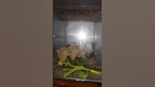 video mesum tertangkap cctv rumah!!!  (Aquarium)