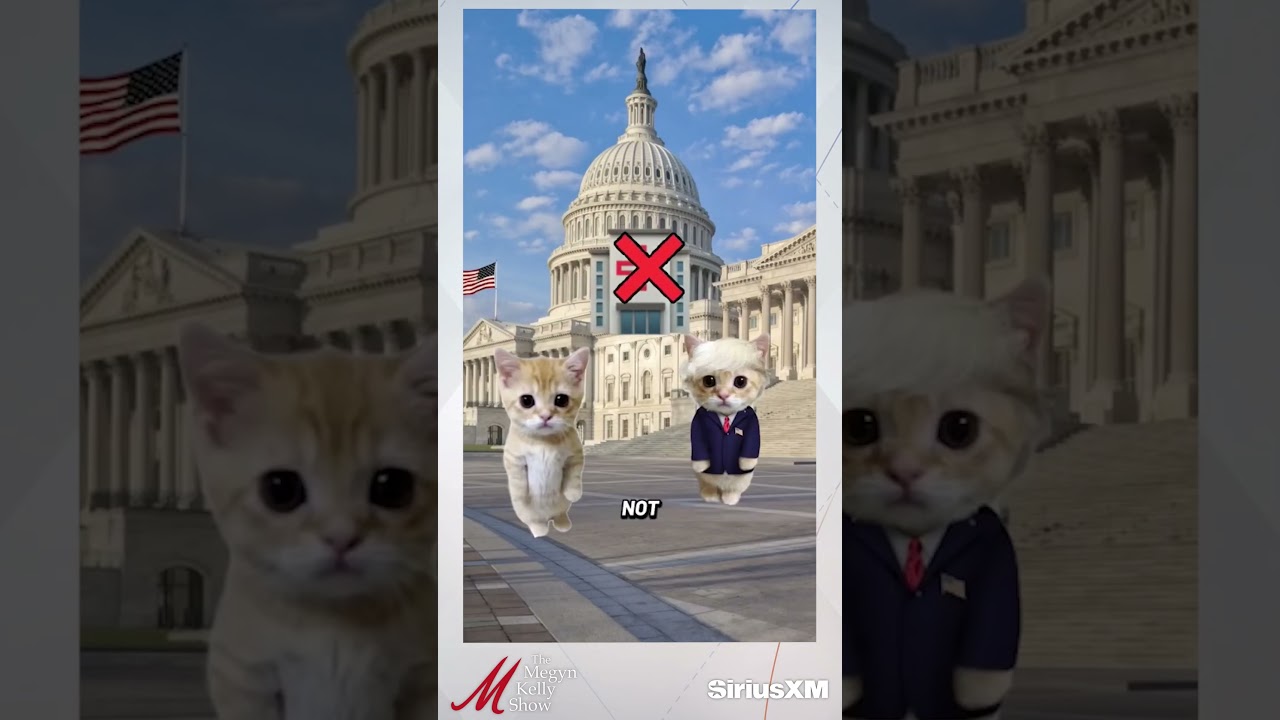 Megyn Kelly Reacts to Dems' Pathetic Cat Shutdown Video... and Trump Putting a Sombrero on the Cat
