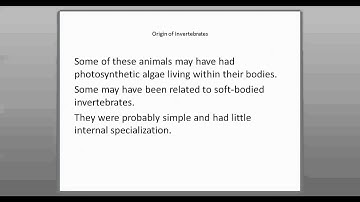 29-1 Invertebrate Evolution (Part 1)