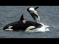 Understanding Divergent Evolution