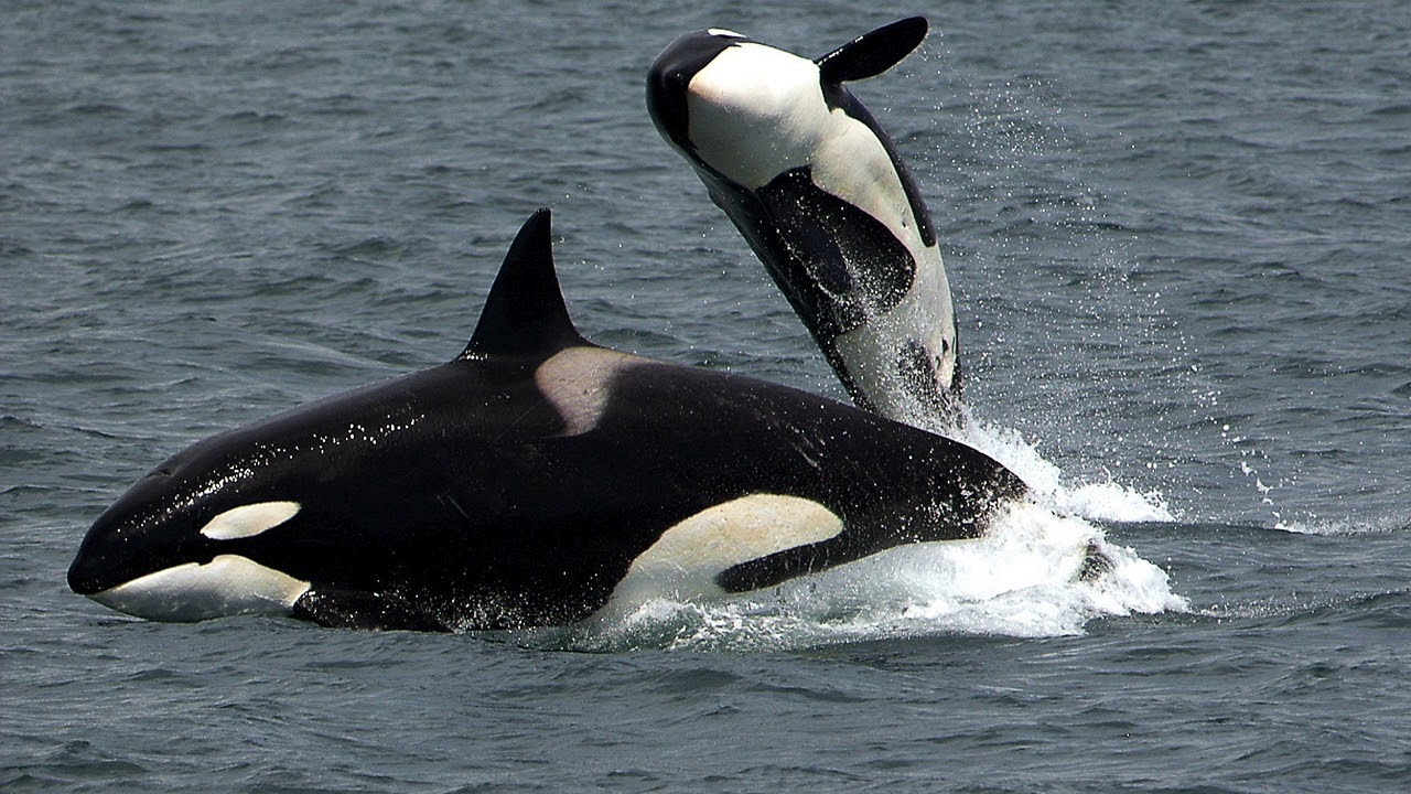 Divergent Evolution - YouTube