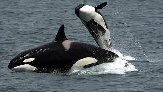 Divergent Evolution