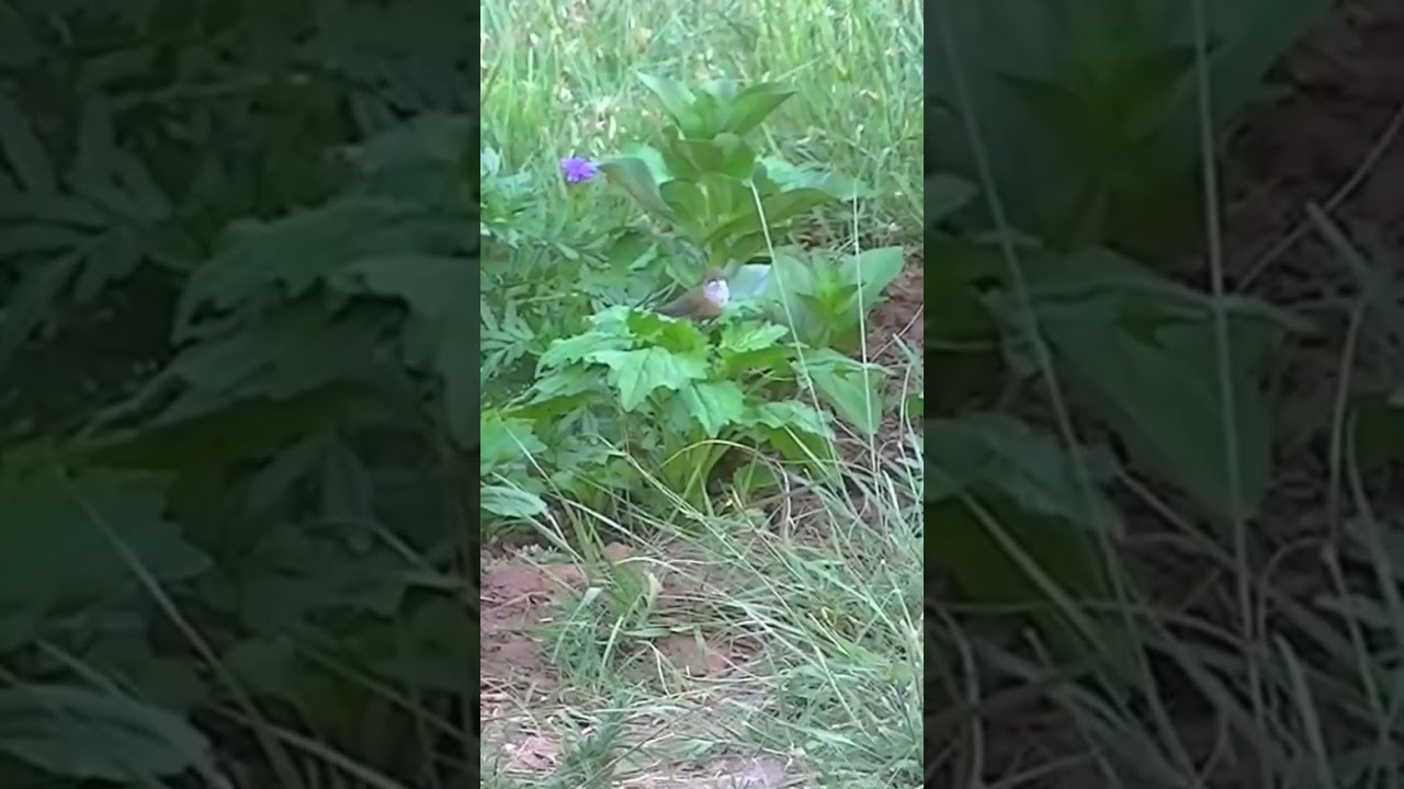 Hummingbird on the Crego /China aster leaves 