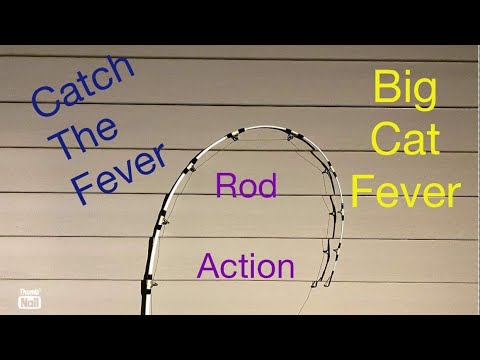 Big Cat Fever Rod Action 